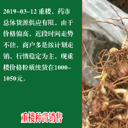 重樓苗種植_第一年種植重樓需要注意事項