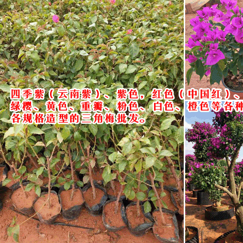 求購(gòu)三角梅_三角梅小苗價(jià)格-芊蕁三角梅基地