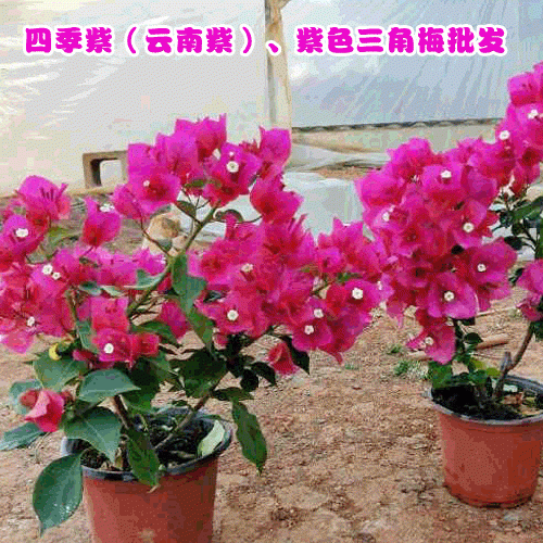 昆明三角梅零售(批發)花期