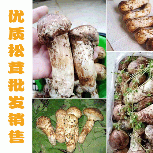 產(chǎn)地松茸是如何分級別的_云南松茸農(nóng)戶批發(fā)(附價格表)