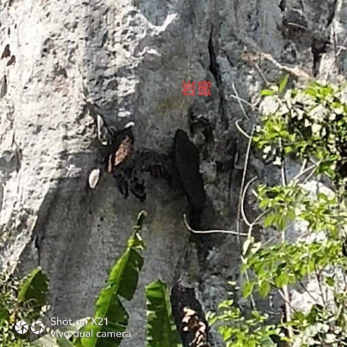 哀牢山的生態(tài)土蜂蜜 、百花蜜、山花蜜、小掛蜂蜜