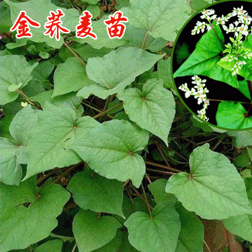 金蕎麥生長(zhǎng)在那里多?_金蕎麥種植方法?