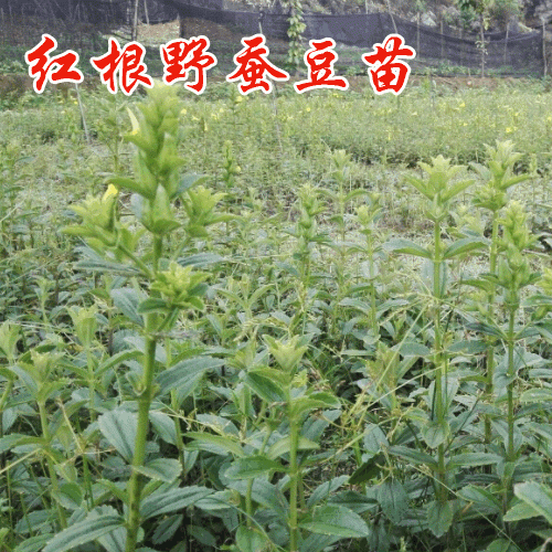 紅根野蠶豆種植時(shí)間