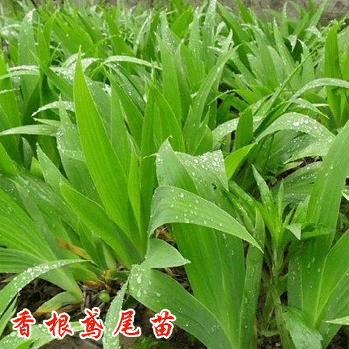 香根鳶尾苗價(jià)格是多少?香根鳶尾種植條件與要求