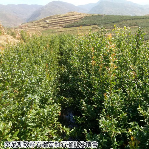 突尼斯軟籽石榴苗樹苗種植兩年就能結果