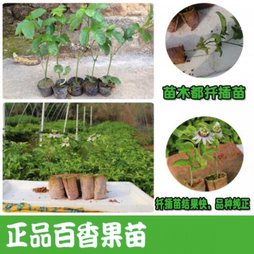 百香果苗哪個(gè)品種好?