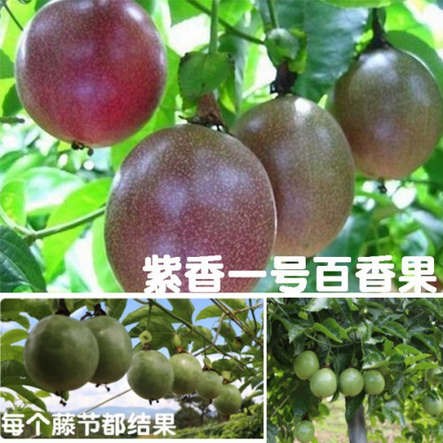 百香果小苗價(jià)格多少錢(qián)?種類(lèi)類(lèi)別參考價(jià)格起訂數(shù)量