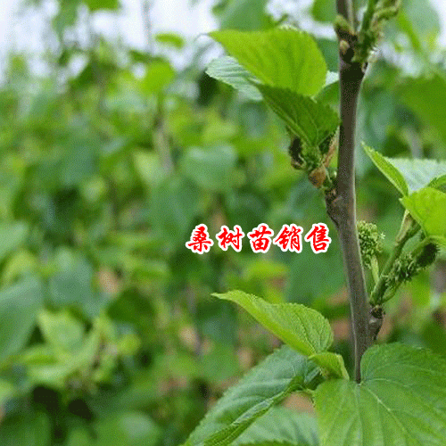 2019年5月6日玉溪市元江縣桑樹(shù)苗多少錢(qián)一棵