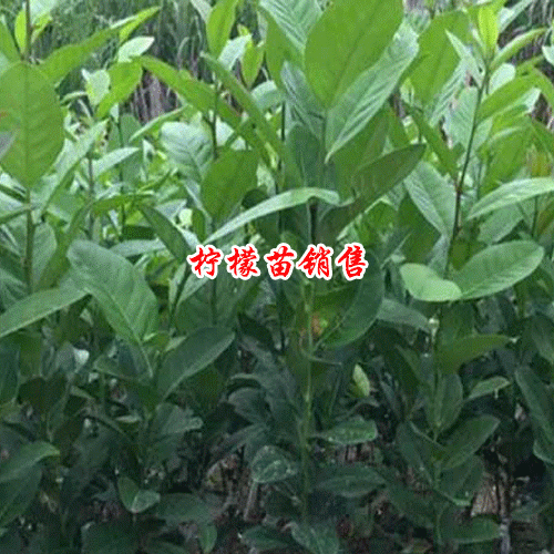 檸檬種子的種植方法是什么？2019年每斤多少錢？