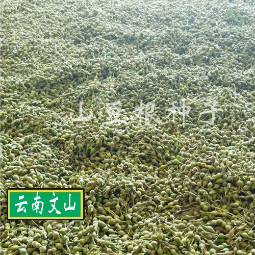 購(gòu)買山豆根種子6個(gè)要點(diǎn), 選購(gòu)種子的方法技巧_山豆根種植網(wǎng)