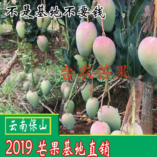 2018-2019青芒果多少錢一斤