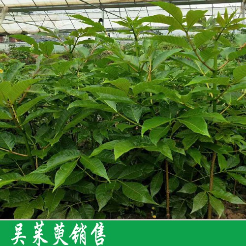 吳茱萸栽種 吳茱萸苗何時(shí)栽種合適?