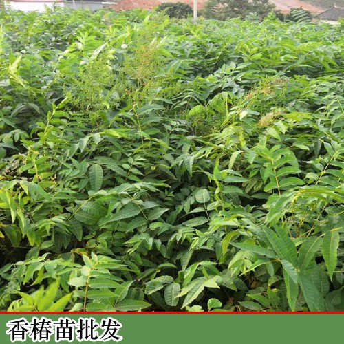 香椿的增產種植及擠壓成型工藝關鍵點