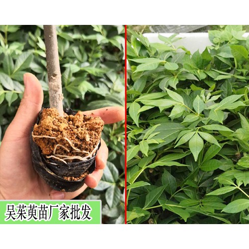 吳茱萸(茶辣)苗_中花吳茱萸苗_聯寶中花吳茱萸苗