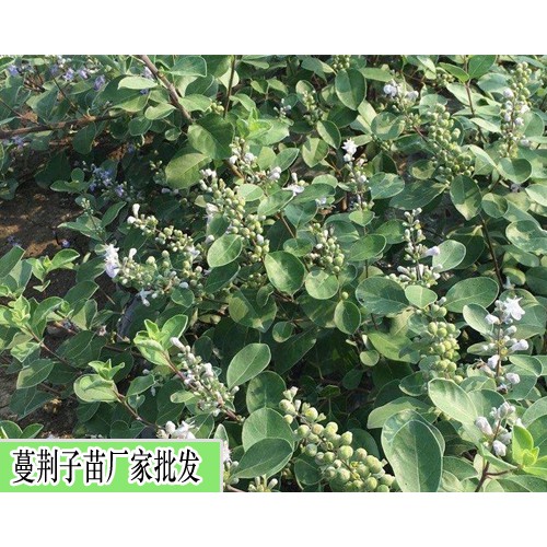 蔓荊子苗，單葉蔓荊子苗信息種植技術