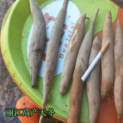 天冬種子哪里有_天冬種子育苗技術(shù)(天門冬種子,天門冬苗)