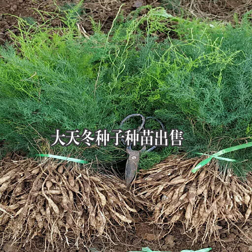 大天冬種子種苗，云南大天冬程海種植基地