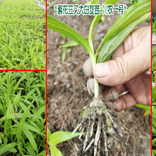 昭通本地白芨苗基地@白芨苗昭通價格@魯甸白芨苗