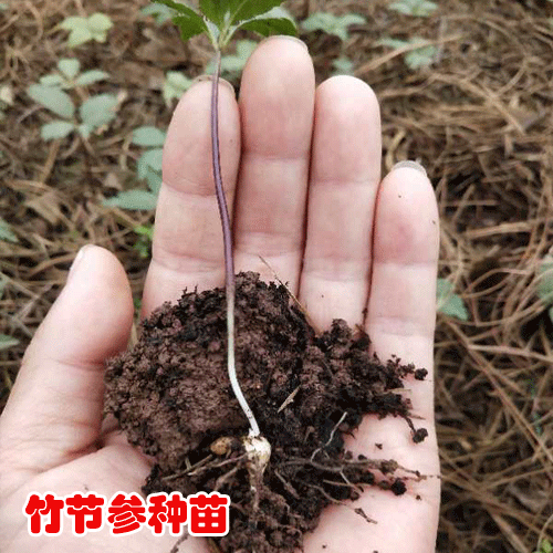 購買竹節參苗_竹節參苗供應商