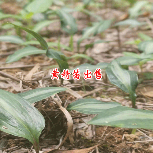 云南省哪兒栽種黃精多_黃精西疇栽種產業基地