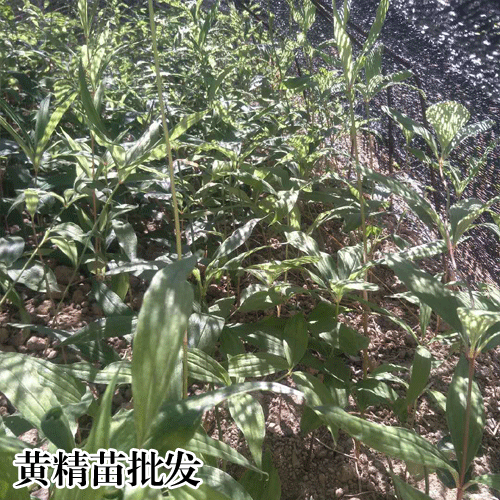 2019年-06-18黃精苗木