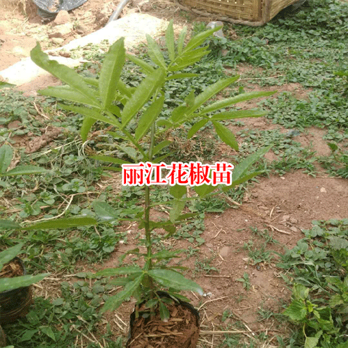 麗江市【花椒苗種植時間】價格多少一棵