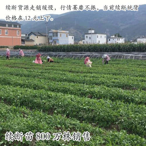 續斷苗,云南產地續斷的栽種方式