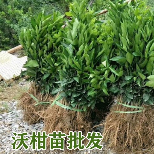 沃柑苗\_云南沃柑高產(chǎn)苗木-2019-2020沃柑樹(shù)苗批發(fā)