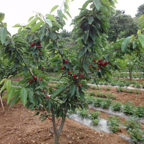 櫻桃樹苗哪里有？安寧果苗種植園