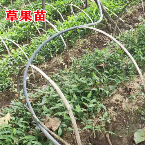 草果樹苗_云南文山馬關縣草果苗多少錢