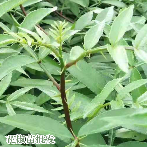 青花椒怎樣採收?_青花椒苗圃信息_云南產(chǎn)區(qū)青花椒