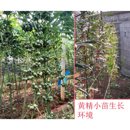 種植黃精種子一畝需要多少種子?