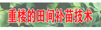 重樓管理方案關(guān)鍵環(huán)節(jié)一_重樓的田間補(bǔ)苗技術(shù)