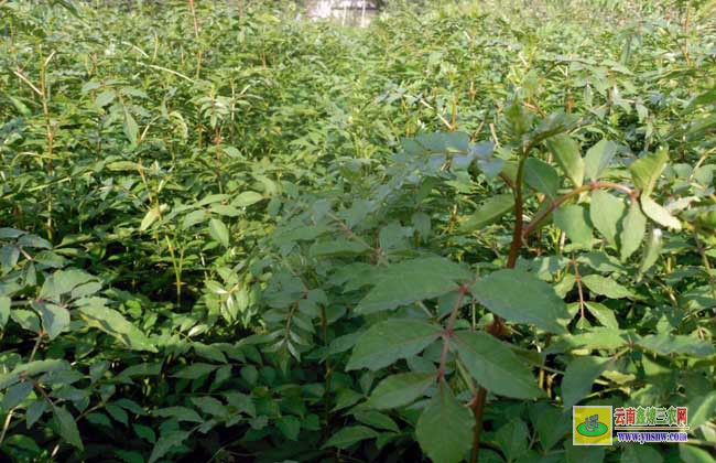 花椒樹苗的價格和種類及其種植技術