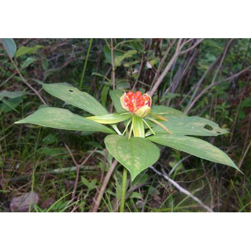 產地白芨中藥材種苗、種子批發#紅河白芨小苗批發銷售