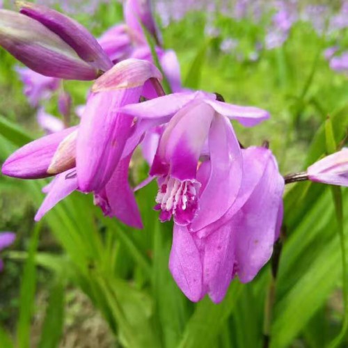 昭通重樓（獨角蓮）、白芨、金鐵鎖（獨丁子）、黨參、黃精