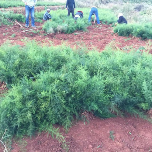 麗江大天冬種植技術(shù)，云南天冬種苗銷售