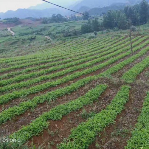 半夏好種嗎?種植技術麻不麻煩