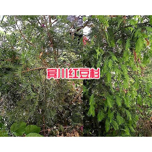 保山哪里紅豆杉多、規(guī)格全—騰沖豆杉苗圃