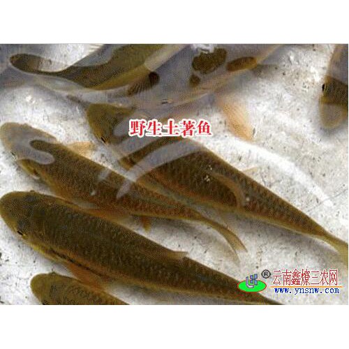 云南商品魚|文山魚苗養殖|土著魚養殖