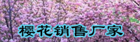 櫻花樹價(jià)格要多少錢一棵？櫻花樹種植技術(shù)有什么？