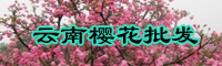 櫻花果苗什么時(shí)間栽種?櫻花苗種植技術(shù)