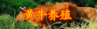 農(nóng)村養(yǎng)殖黃牛賺錢(qián)嗎？市場(chǎng)行情