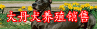 大丹犬的市場(chǎng)行情-養(yǎng)殖技術(shù)