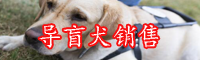 導(dǎo)盲犬有哪些作用？一只價格是多少