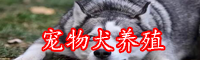 寵物犬怎么區(qū)分品種-一只多少錢(qián)？