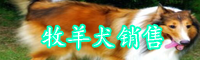 牧羊犬怎么馴養(yǎng)？多少錢一只