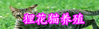 為什么大多數(shù)農(nóng)村都養(yǎng)殖貍花貓？