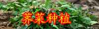 薺菜（又名菱角菜）可以生吃嗎？什么人不能吃？