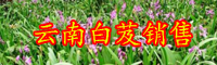 白芨多少錢一斤？種植前景和經(jīng)濟(jì)效益如何？